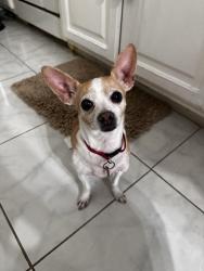 Reunited Female Dog last seen 47th Ave, Lemon Hill, Sacramento, CA 95824