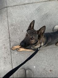 Reunited Male Dog last seen Norwood & Main Ave., Sacramento, CA 95838