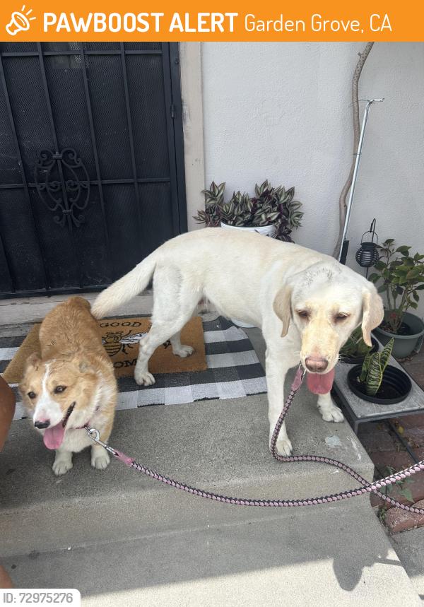 Found/Stray Unknown Dog last seen Morningside/ Lake st, Garden Grove, CA 92843