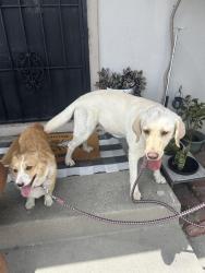 Found/Stray Unknown Dog last seen Morningside/ Lake st, Garden Grove, CA 92843