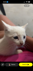 Lost Female Cat last seen Highway 74, Purcell, OK 73080
