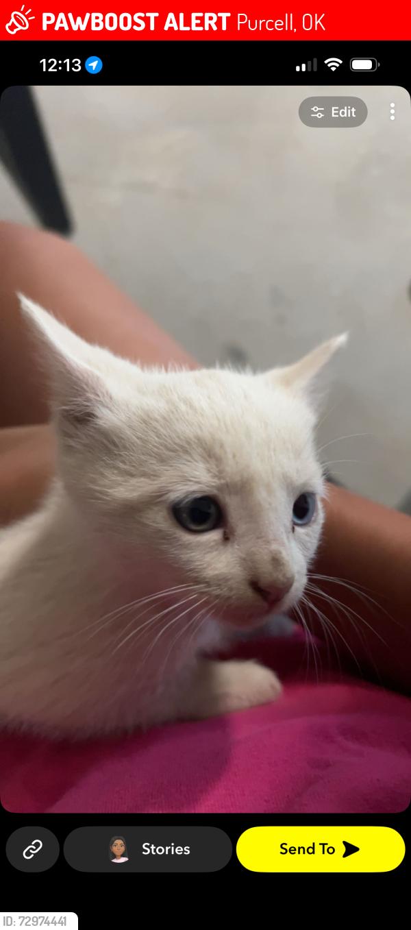 Lost Female Cat last seen Highway 74, Purcell, OK 73080