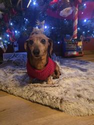 Lost Female Dog last seen Pimento Firestation, Pimento, IN 47866