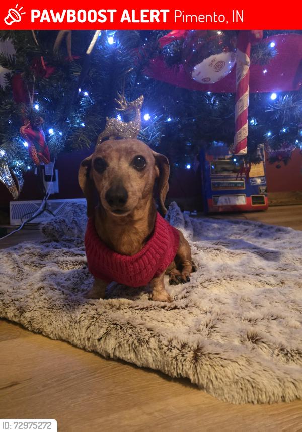 Lost Female Dog last seen Pimento Firestation, Pimento, IN 47866
