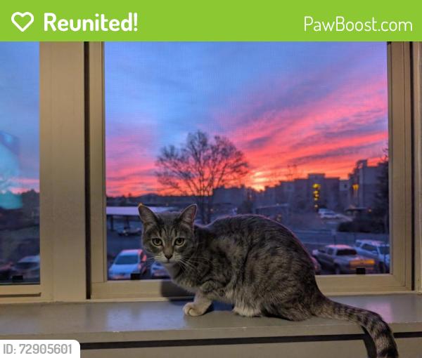 Reunited Female Cat last seen Between Elara apmts & Whole Foods, Flagstaff, AZ 86001