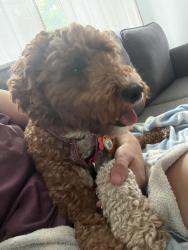 Reunited Female Dog last seen Temple Ave and Eastman , Lancaster, PA 17603