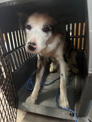 Reunited Female Dog last seen Easton pa, Phillipsburg, NJ 08865