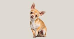 Found/Stray Unknown Dog last seen Railroad crossing on the corner of Sheridan Ave/Rust Ave, Saginaw, MI 48601