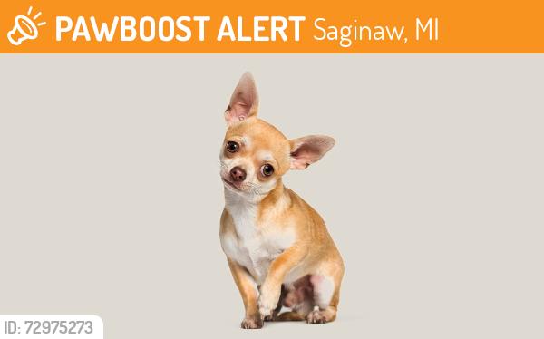 Found/Stray Unknown Dog last seen Railroad crossing on the corner of Sheridan Ave/Rust Ave, Saginaw, MI 48601