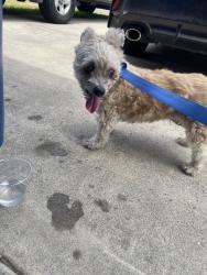 Reunited Female Dog last seen Grace Lutheran Church, Covina, CA 91722