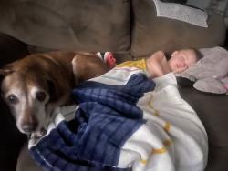 Reunited Female Dog last seen West Prado and Goleta , Maricopa, AZ 85138
