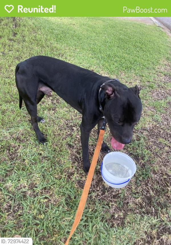 Reunited Male Dog last seen Pine brook and clock tower, Port Richey, FL 34653