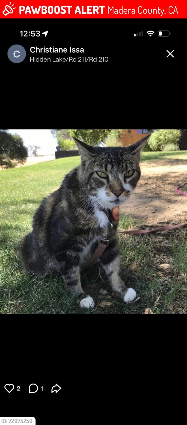 Lost Male Cat last seen Rd 211 & 210 intersection, Madera County, CA 93626
