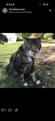 Lost Male Cat last seen Rd 211 & 210 intersection, Madera County, CA 93626