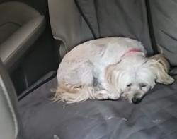 Reunited Female Dog last seen Norcross Tucker Rd, Norcross, GA 30093