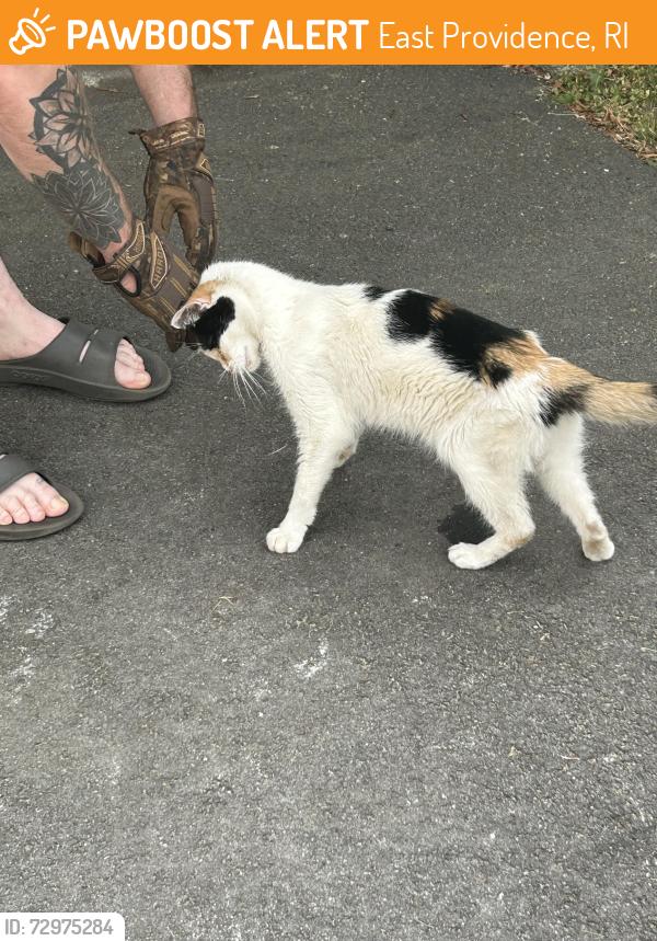 Found/Stray Male Cat last seen Larchmere dr , East Providence, RI 02916