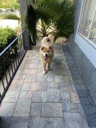 Found/Stray Female Dog last seen Sitka dr and peach willow lane , Walnut Creek, CA 94598