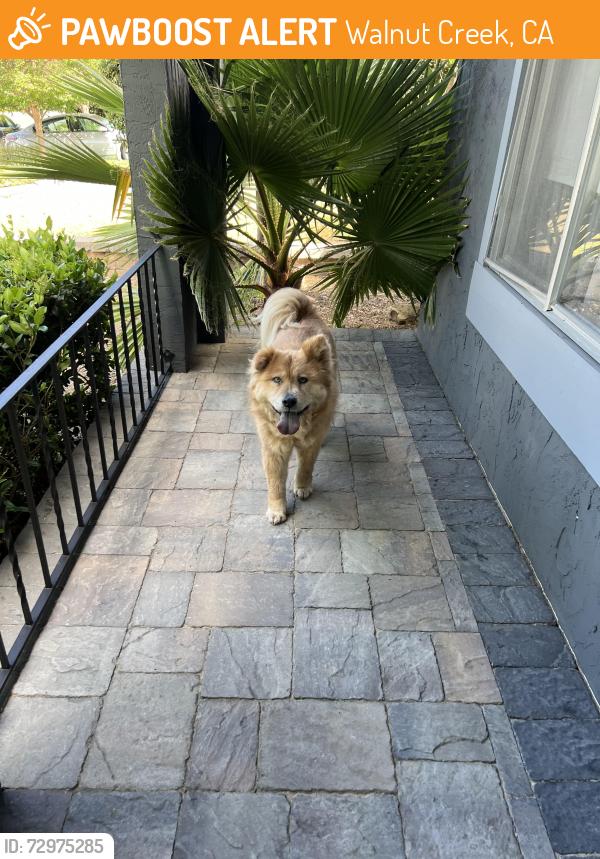 Found/Stray Female Dog last seen Sitka dr and peach willow lane , Walnut Creek, CA 94598