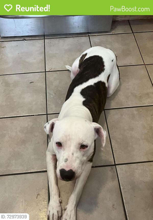 Reunited Female Dog last seen Timberland Boulevard, right off of park vista , Keller, TX 76244