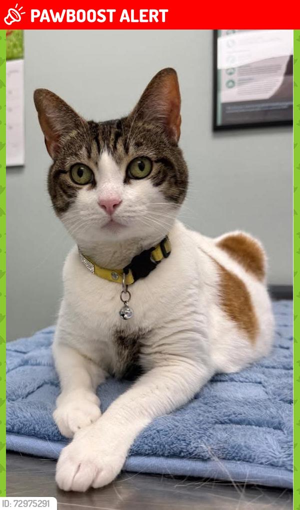 Lost Female Cat last seen Near block of 3rd Street Redington Beach, Redington Beach, FL 33708