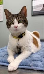 Lost Female Cat last seen Near block of 3rd Street Redington Beach, Redington Beach, FL 33708