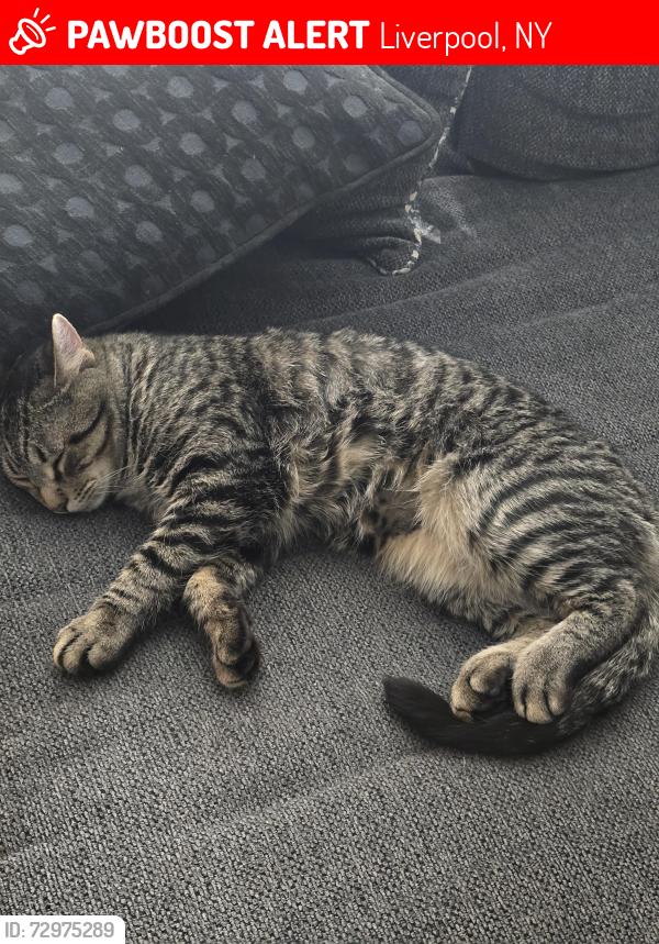 Lost Male Cat last seen Stepping stone ln, Liverpool, NY 13090