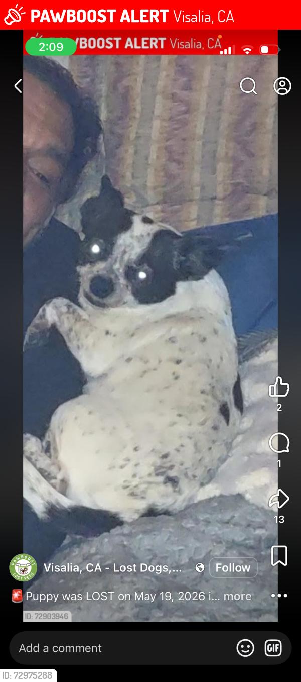 Lost Female Dog last seen Hillman , Visalia, CA 93277