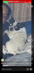 Lost Female Dog last seen Hillman , Visalia, CA 93277