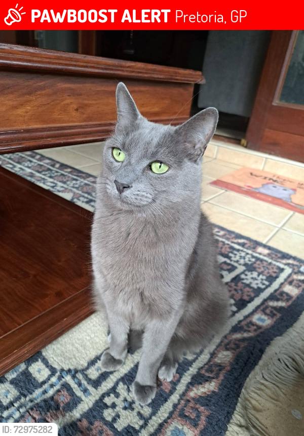 Lost Male Cat last seen Odell Street, Wingate Park, Pretoria, Pretoria, GP 0181