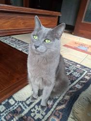 Lost Male Cat last seen Odell Street, Wingate Park, Pretoria, Pretoria, GP 0181