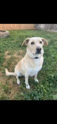 Reunited Male Dog last seen Near Edna batey elementary school , Elk Grove, CA 95624