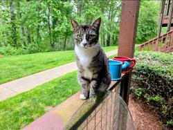 Lost Male Cat last seen Cherry Ridge Apartments, Troutdale, OR 97060