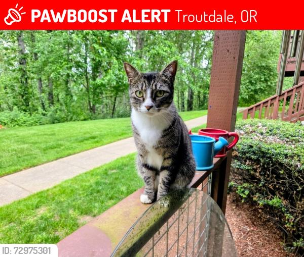 Lost Male Cat last seen Cherry Ridge Apartments, Troutdale, OR 97060
