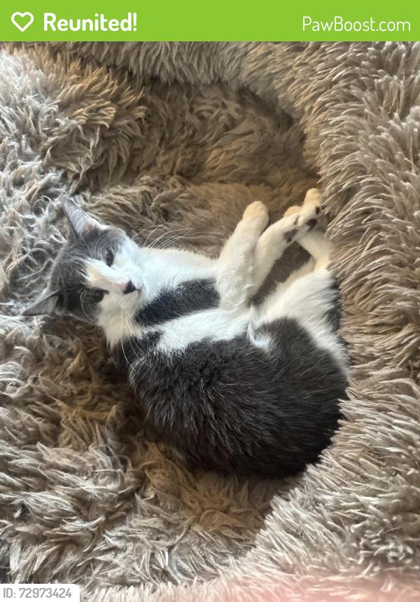 Reunited Female Cat last seen 48th and Chase, Denver, CO 80212