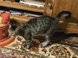 Lost Male Cat last seen Harrell Ave, Norfolk, VA 23513