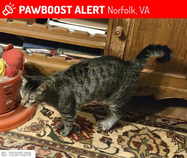 Lost Male Cat last seen Harrell Ave, Norfolk, VA 23513