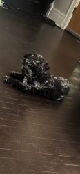 Lost Female Dog last seen E Nevada & conant , Detroit, MI 48234
