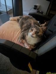 Lost Female Cat last seen Paradise/Conyer, Visalia, CA 93277