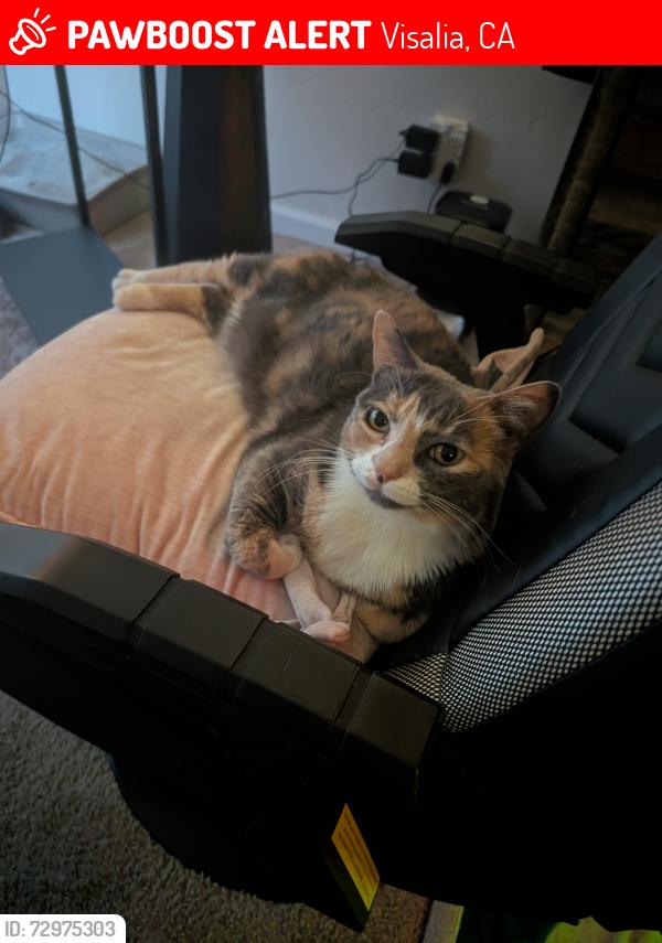 Lost Female Cat last seen Paradise/Conyer, Visalia, CA 93277