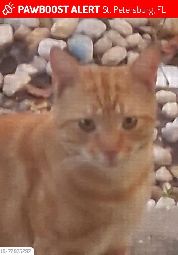 Lost Male Cat last seen 62nd and 4th, St. Petersburg, FL 33702