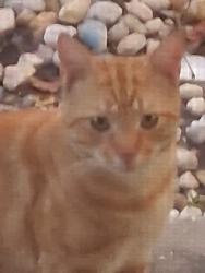 Lost Male Cat last seen 62nd and 4th, St. Petersburg, FL 33702