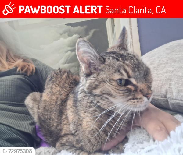 Lost Female Cat last seen Sierra Hwy, Santa Clarita, CA 91321