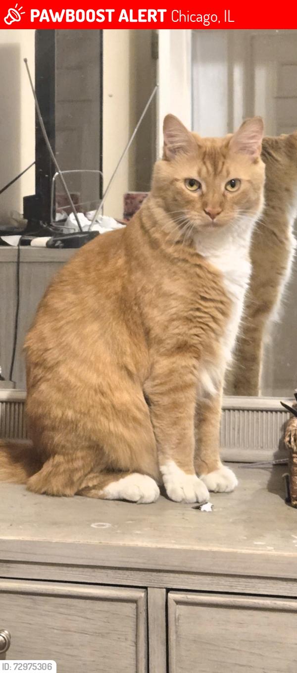 Lost Male Cat last seen 121st Yale Ave, Chicago, IL 60628