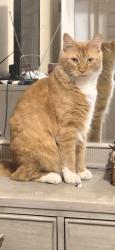 Lost Male Cat last seen 121st Yale Ave, Chicago, IL 60628