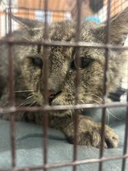 Shelter Stray Male Cat last seen Near BLOCK NE 202ND ST, Doral, FL 33122