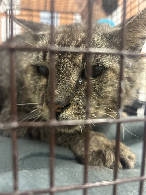 Shelter Stray Male Cat last seen Near BLOCK NE 202ND ST, Doral, FL 33122