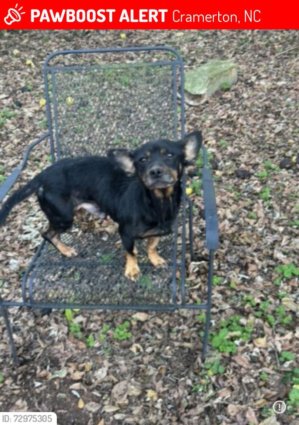 Lost Male Dog last seen 8th Ave/Brooklyn Ave cramerton, Cramerton, NC 28032