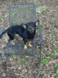 Lost Male Dog last seen 8th Ave/Brooklyn Ave cramerton, Cramerton, NC 28032