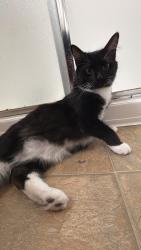Reunited Female Cat last seen Avana Belmar apmts, Lakewood, CO 80226