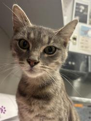 Shelter Stray Female Cat last seen Near , 2600 S Harding St, Indianapolis, IN 46221, USA